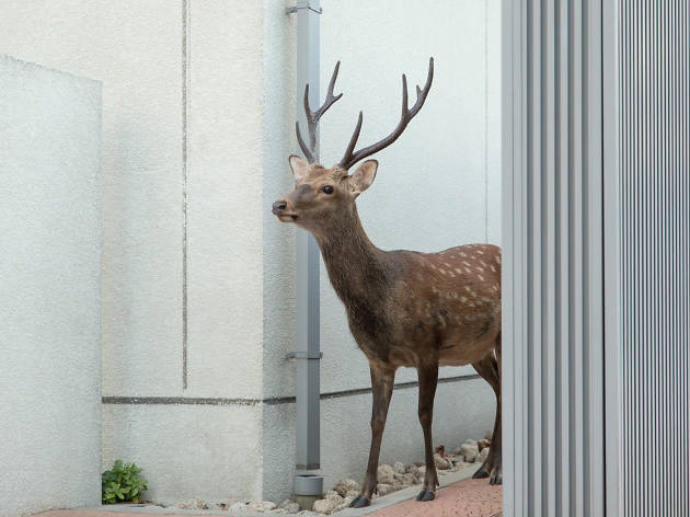 連続企画「都築響一の眼」vol.2/石井陽子写真展「鹿の惑星」 Life-size statue