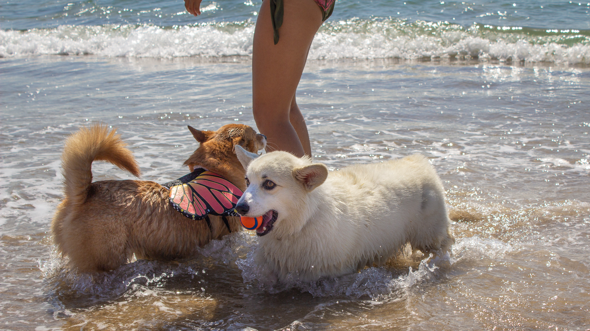 Best Dog Friendly Beaches In L A Both On And Off Leash