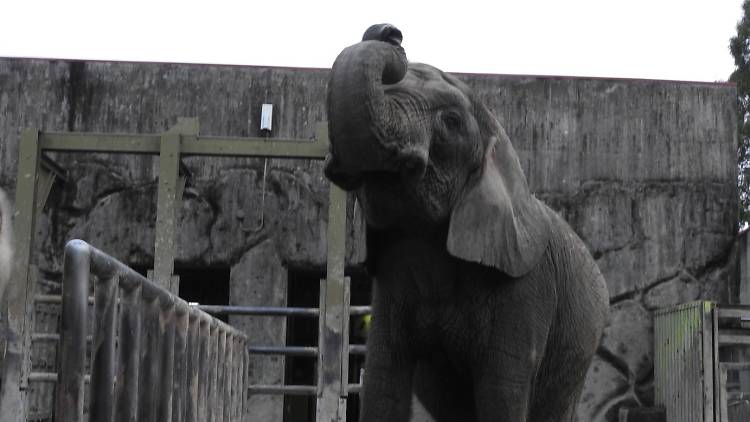 オータムナイトZOO