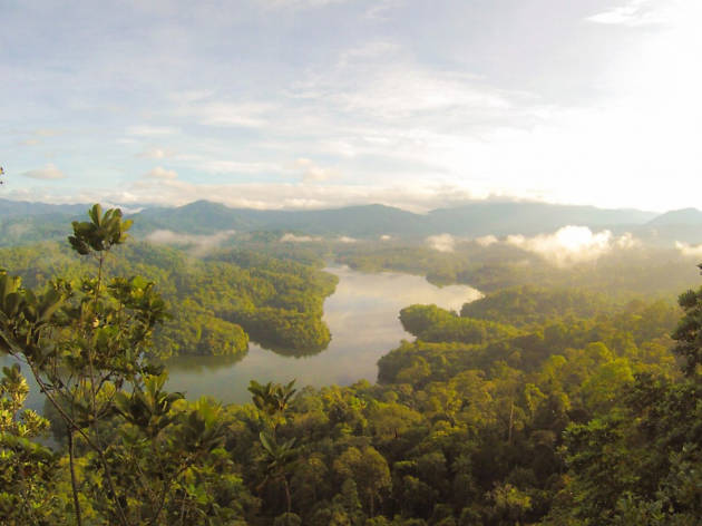rainforest rainforest