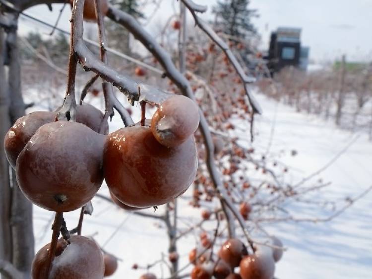 Taste the local terroir with an ice wine and cider tour