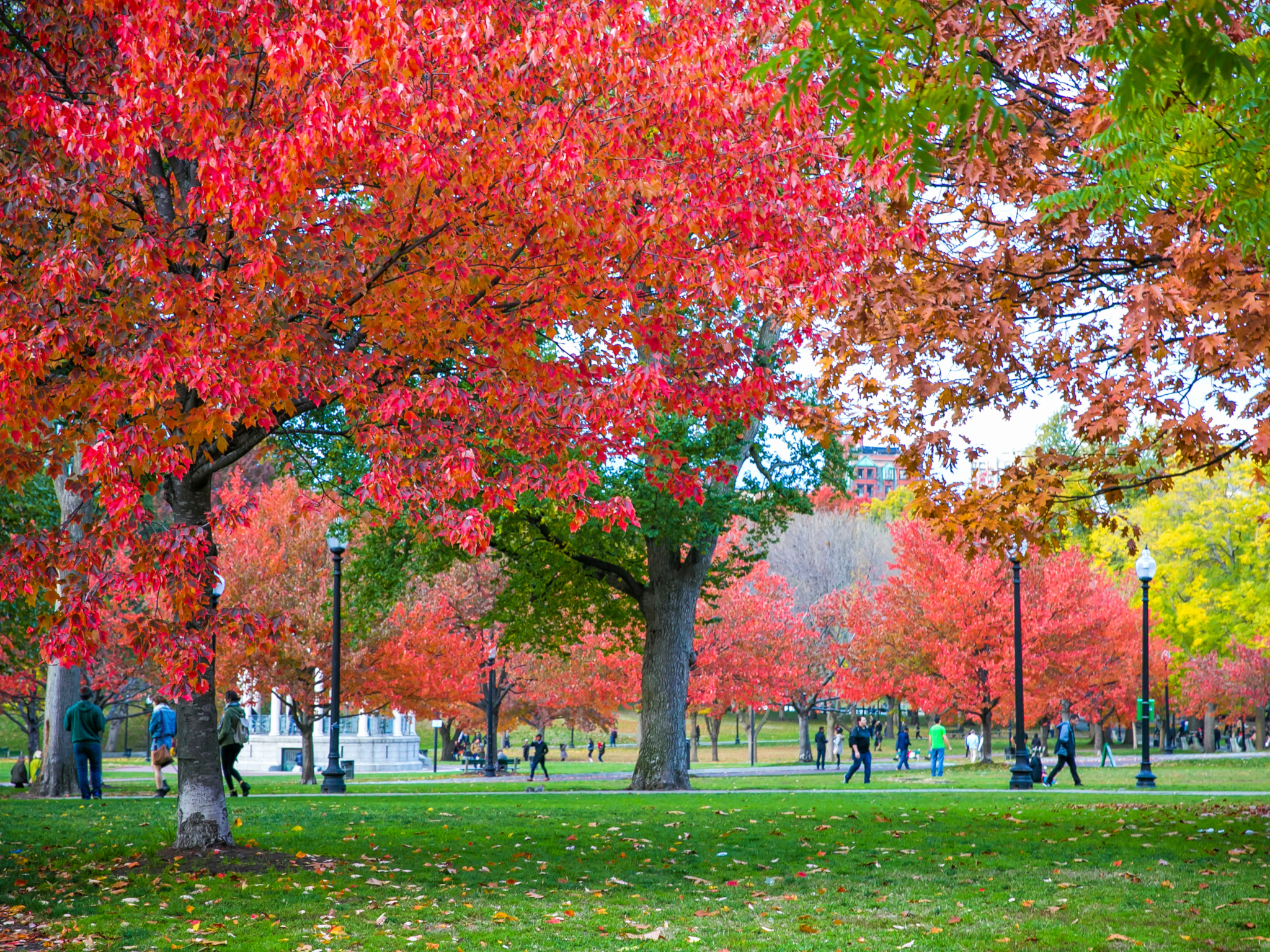 Fall Foliage Boston Best Options for Leaf Peeping Near the City