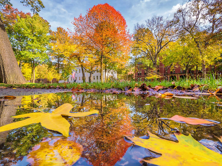 Harvard Yard fall foliage