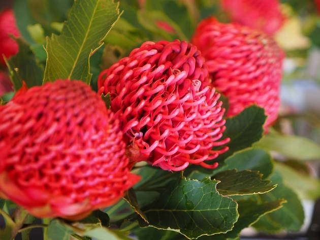 Wild about Waratahs Festival Red waratah flowers on a bush.