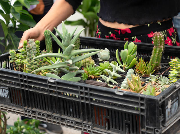 Plant Fest 2019 Plant Fest 2019