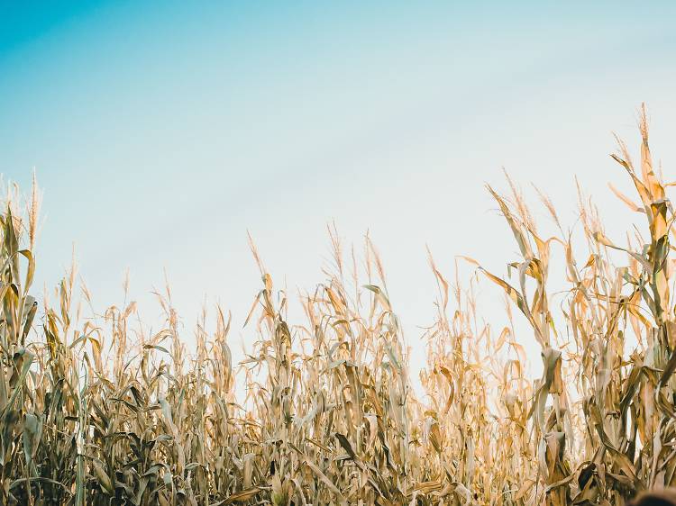 Get lost at these corn mazes near Chicago