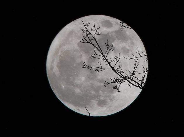 moon moon