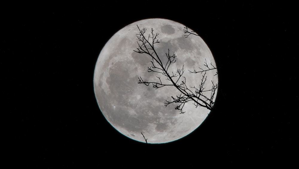 Flower Super Moon Forest Bathing Things To Do In Los Angeles