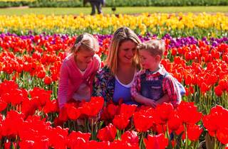 Tesselaar Tulip Festival | Things to do in Melbourne