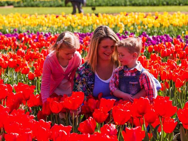 Tesselaar Tulip Festival | Things to do in Melbourne