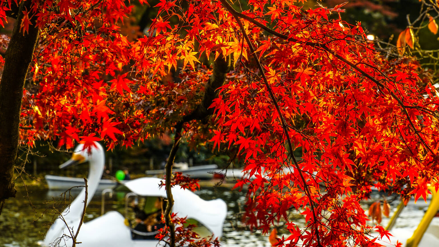 14 best parks, gardens and streets to see the autumn leaves in Tokyo