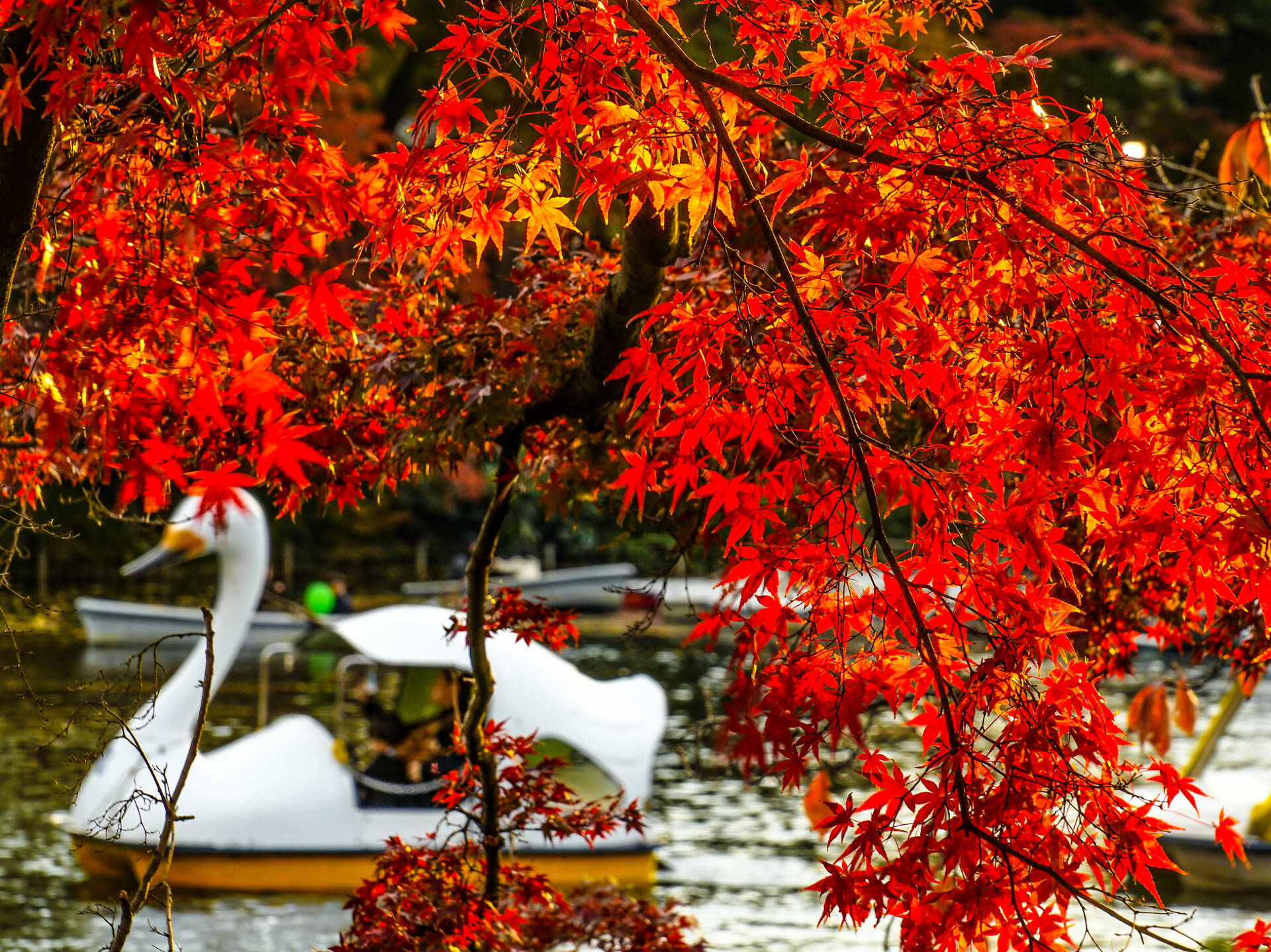 14 best parks, gardens and streets to see the autumn leaves in Tokyo