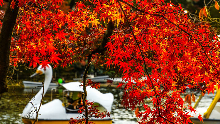 Inokashira Park