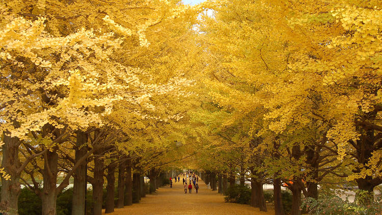 Showa Kinen Park - autumn - cropped