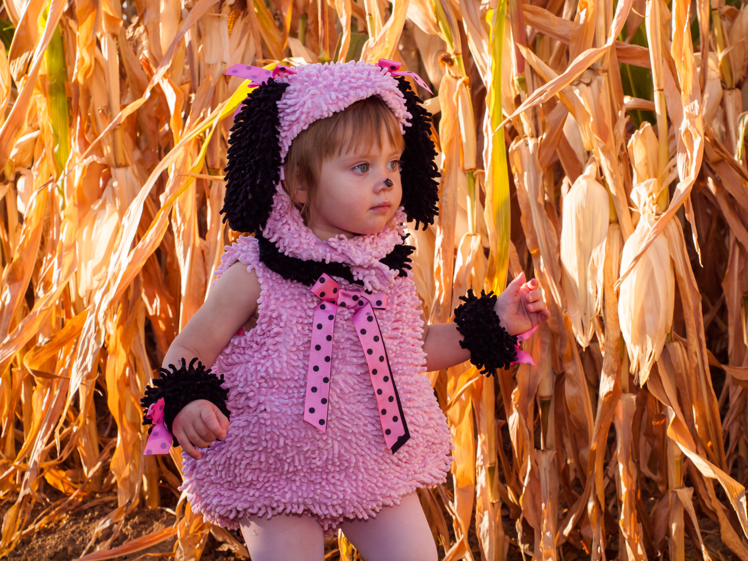 Where to find a corn maze near NYC