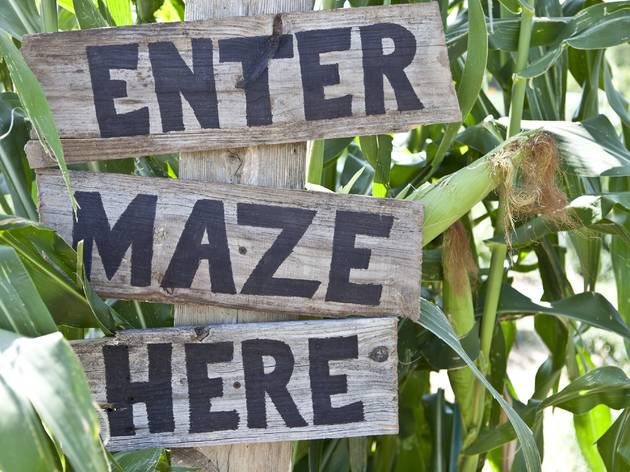 46+ Haunted Corn Maze Near Me 2020 PNG