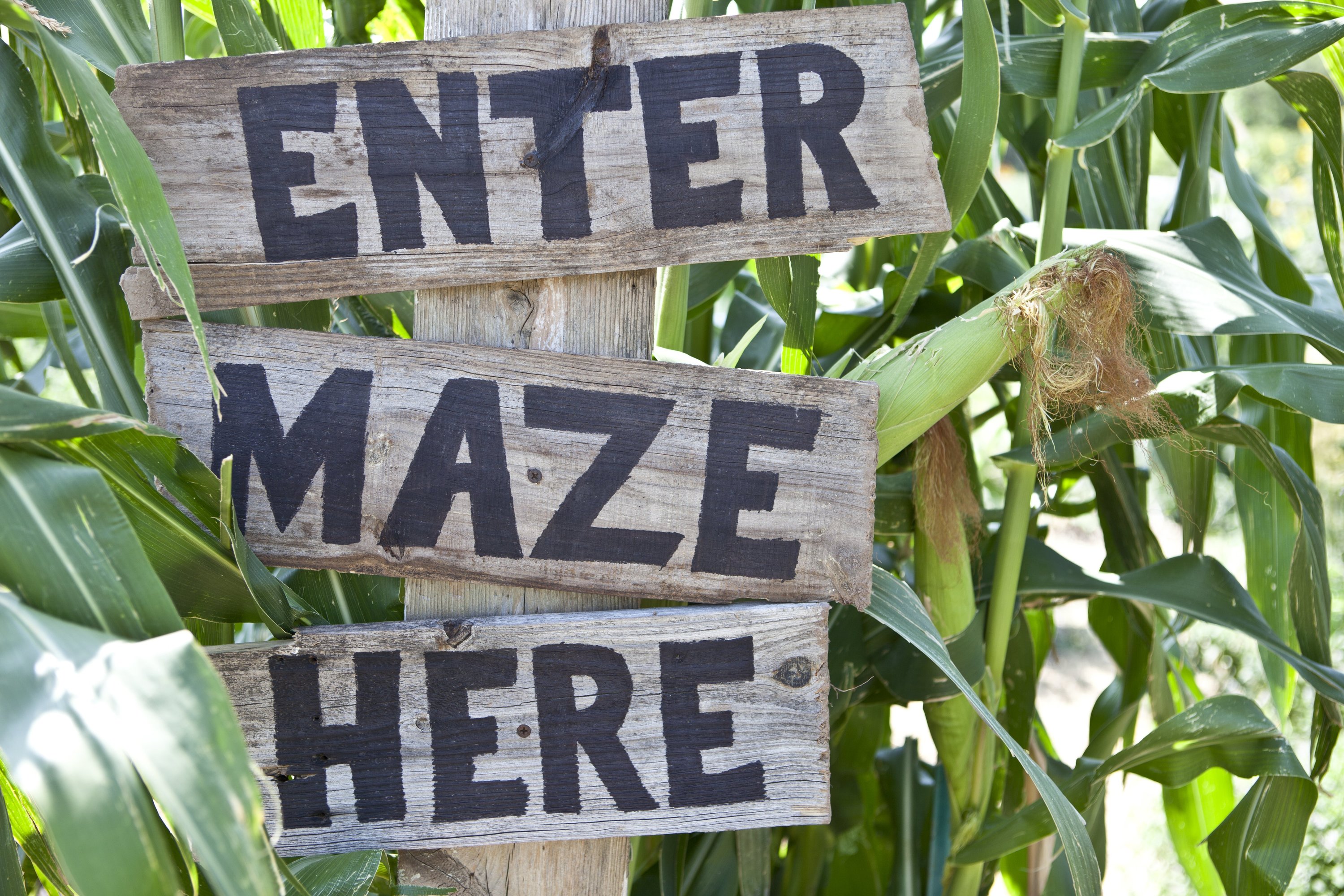 the-7-best-corn-mazes-to-get-lost-in