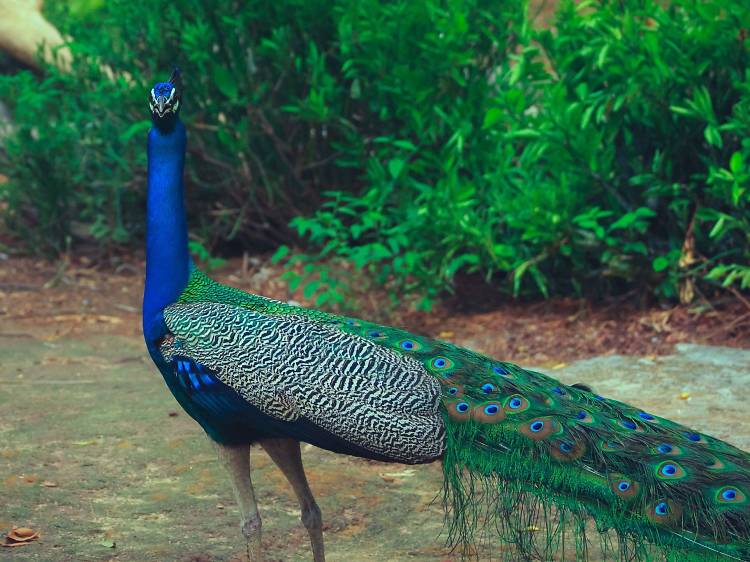 Peacock Park