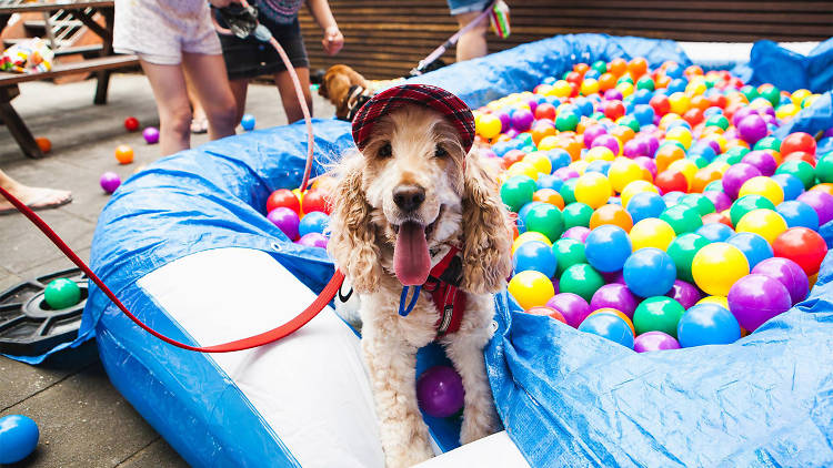 The puppy ballpit at the North Gong Dog Day