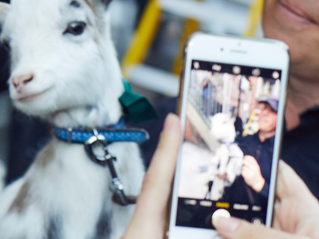 We kid you not! You can meet pygmy goats at London’s new gin martini townhouse We kid you not! You can meet pygmy goats at London’s new gin martini townhouse
