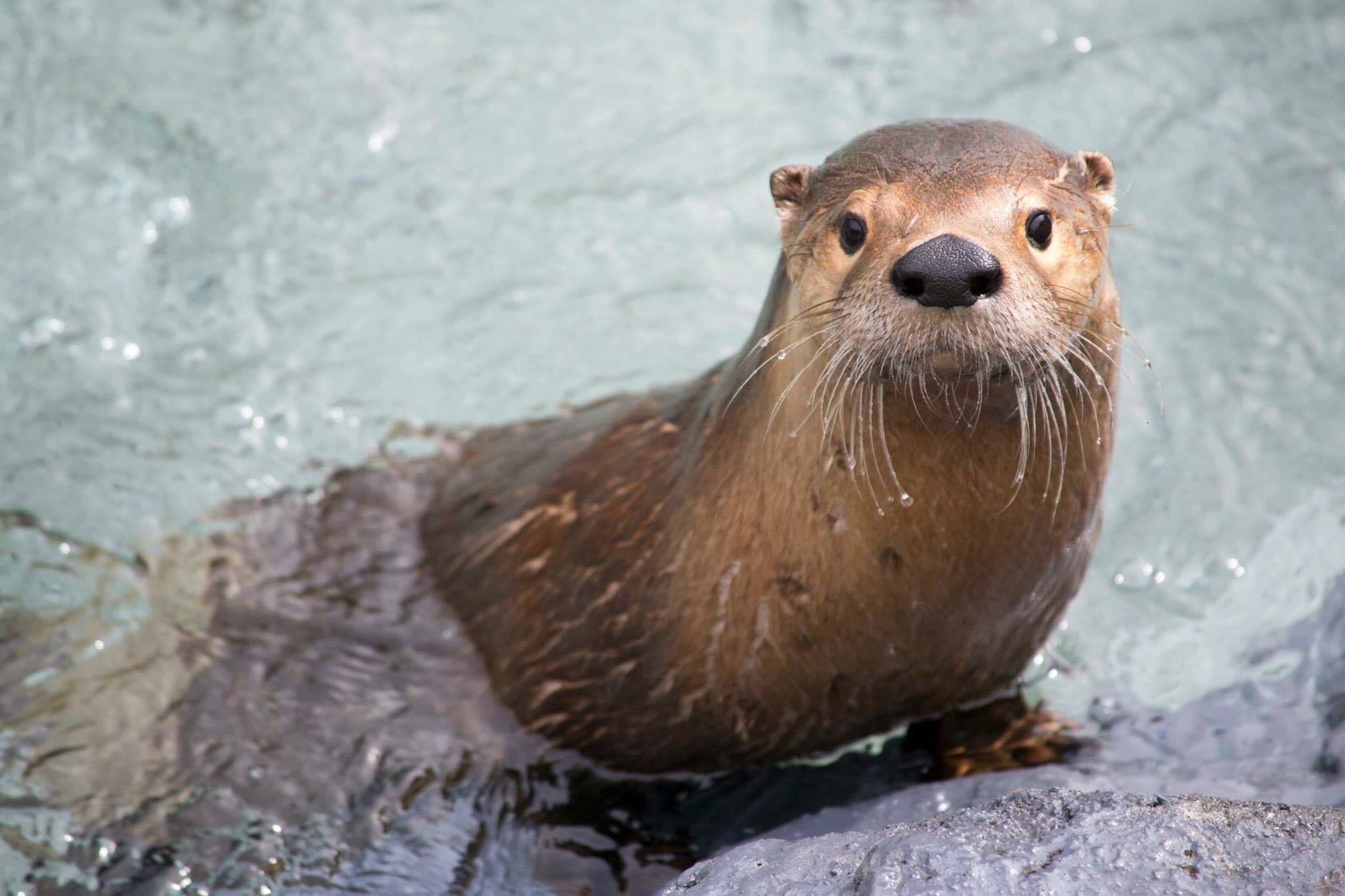 Montreal Zoos to Visit and Bring Out Your Wild Side