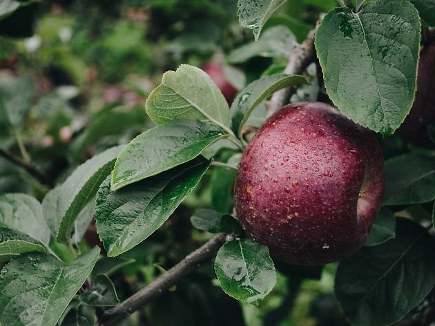 Paradis des Fruits Paradis des Fruits