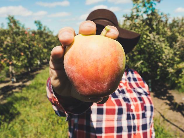 Apple Picking / Faire de la cueillette de pommes Apple Picking / Faire de la cueillette de pommes