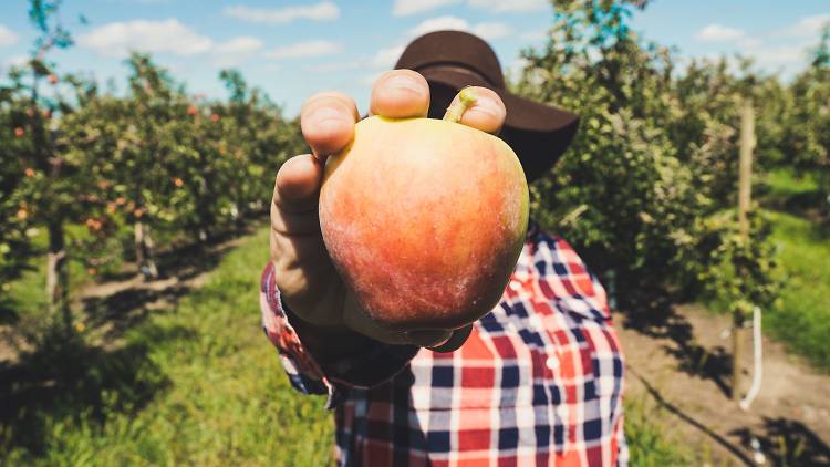 Où faire de la cueillette de pommes à vergers de Montréal