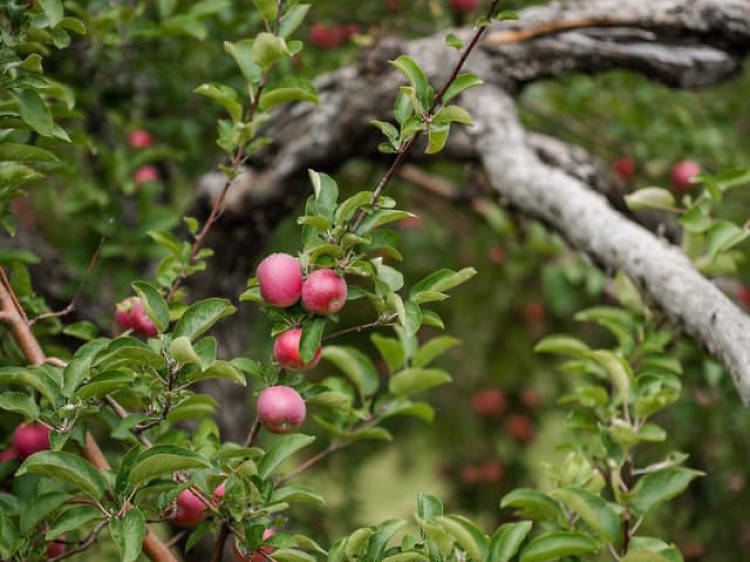 La tête dans les pommes