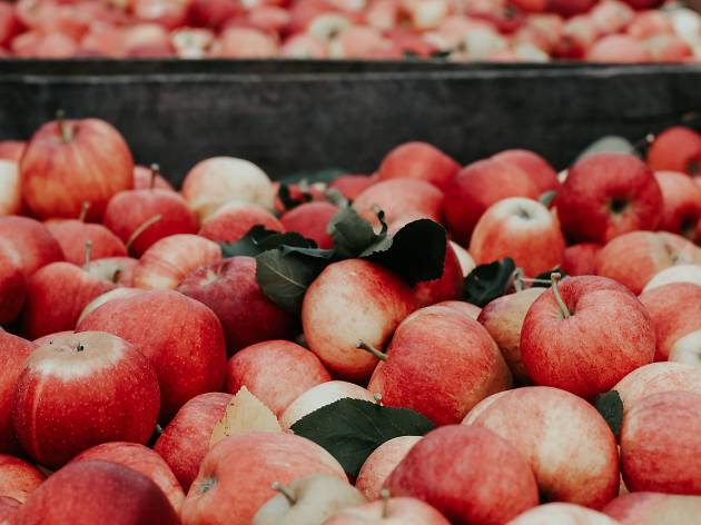 Verger Au Coeur de la Pomme Verger Au Coeur de la Pomme