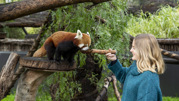 Woman feeding a red panda