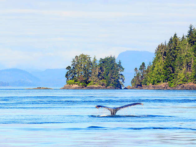 Whale-spotting in Vancouver Island