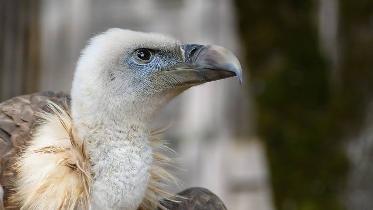 Griffon vulture