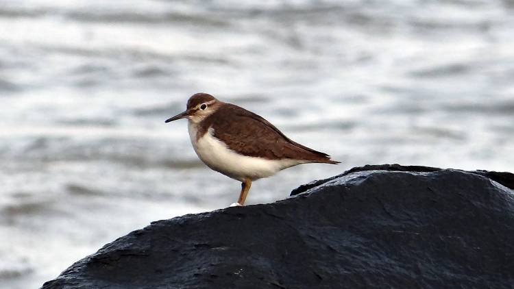 Common sandpiper