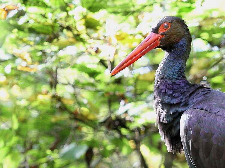 In pictures: remarkable animals in Croatia