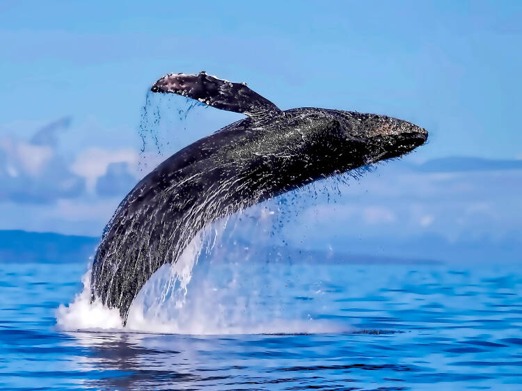 Maui Whale Festival