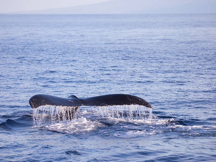 Pacific Whale Foundation