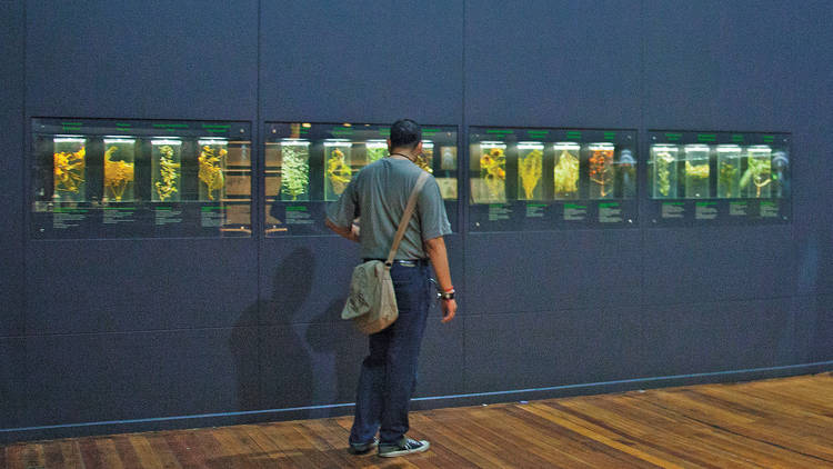 Museo de la Medicina Mexicana  (Foto: Alejandra Carbajal)