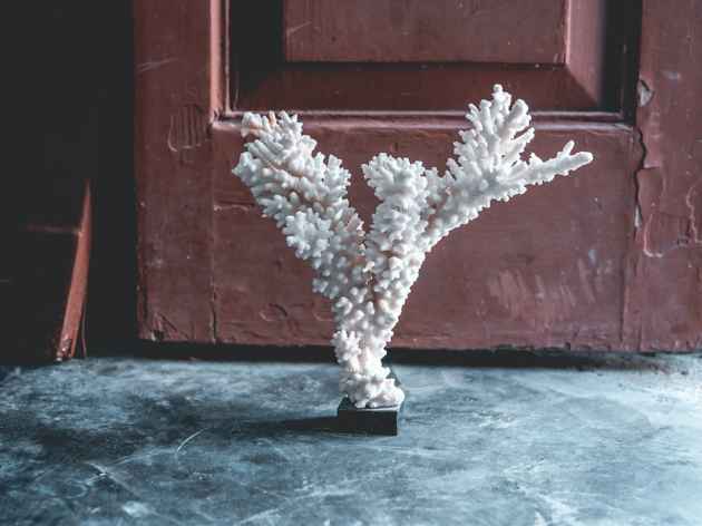 Coral Coral