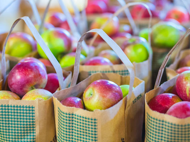 Apple picking Apple picking