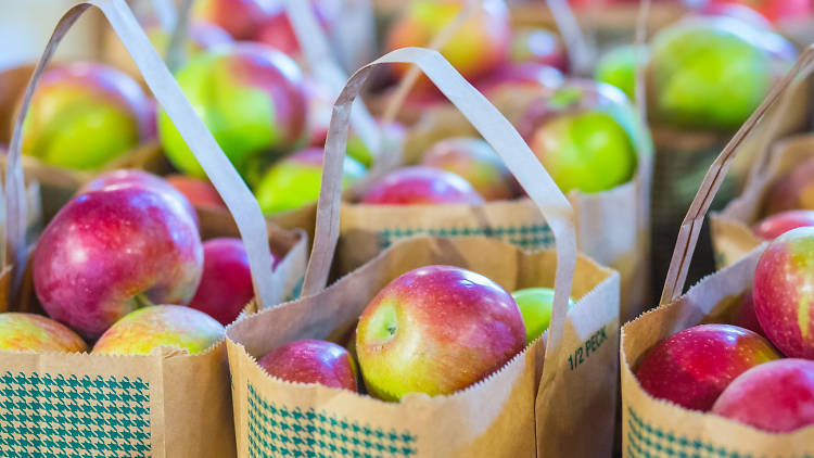 Go apple picking