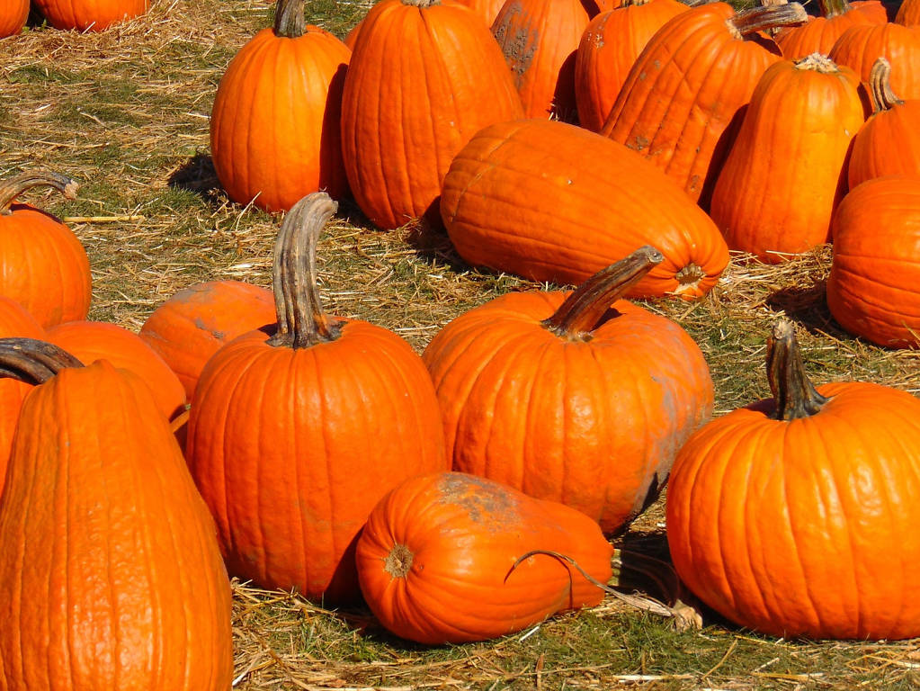 Halloween in Boston 2020 9 Things to Know So You Can Celebrate