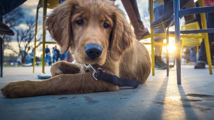 Bark-N-Brunch