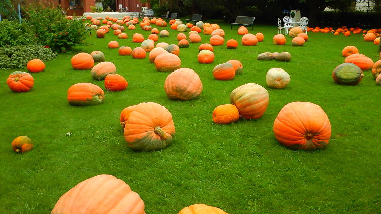 夢の島熱帯植物館ハロウィン