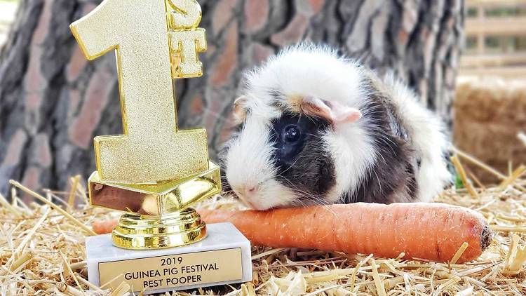 Los Angeles Guinea Pig Rescue