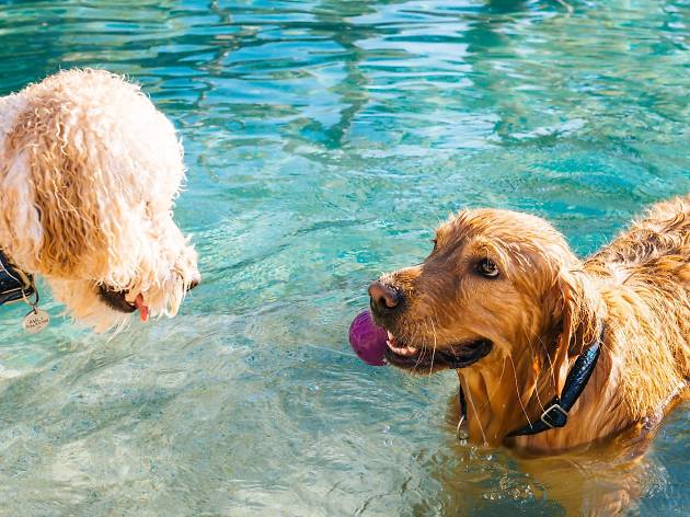 pawsinthepool