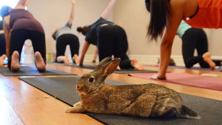Bunny Yoga Classes: Yoga with Rabbits