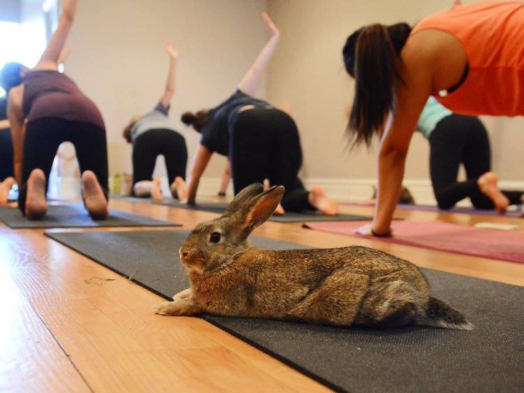 Bunny Yoga at Centered Studios