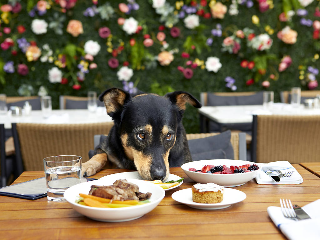 Best Things to Do With a Dog in NYC