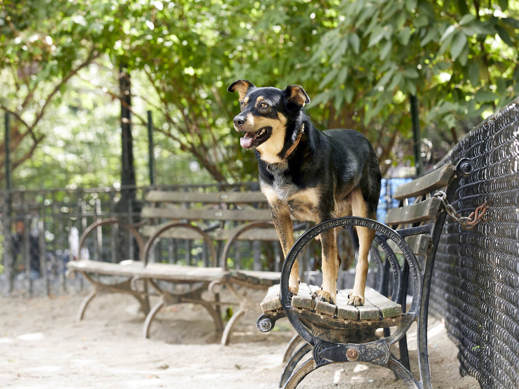 Best Things to Do With a Dog in NYC